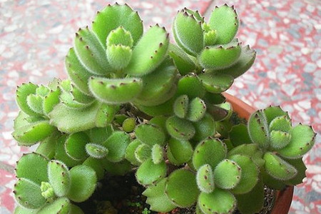 熊童子怎么修剪