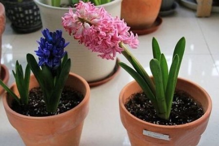 风信子怎么样养护