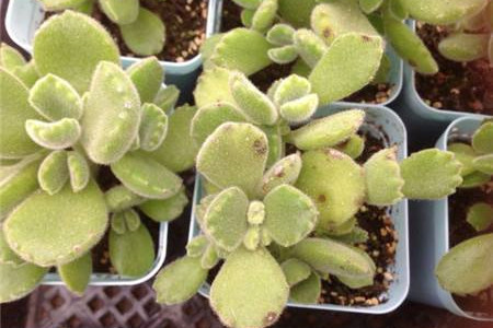 熊童子怎么修剪