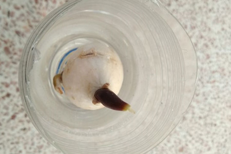 郁金香放水里怎么养