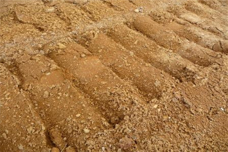 木槿的繁殖办法