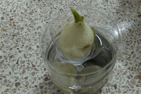 郁金香放水里怎么养