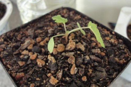 木槿的繁殖办法