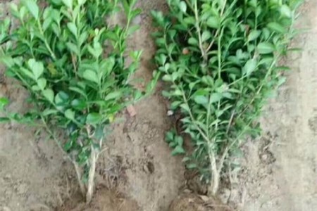 木槿的繁殖办法