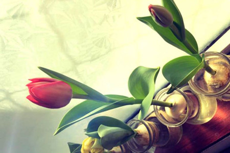 郁金香放水里怎么养