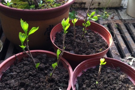 木槿的繁殖办法