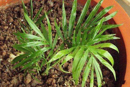 散尾葵怎么繁殖