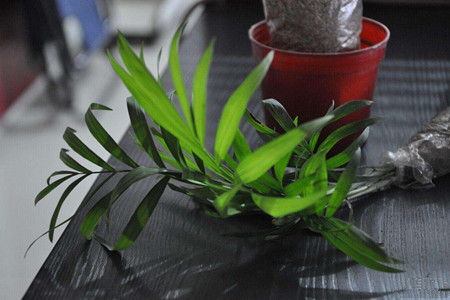 散尾葵怎么繁殖