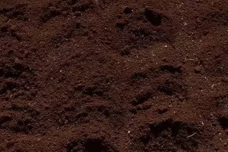 瑞香怎么样施肥