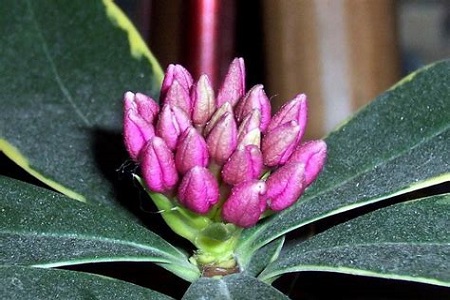 瑞香怎么样施肥