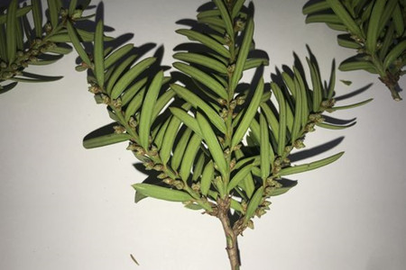 红豆杉怎么修剪