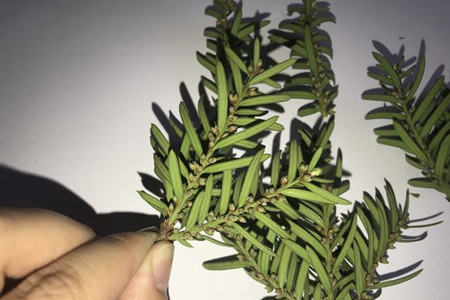 红豆杉怎么修剪