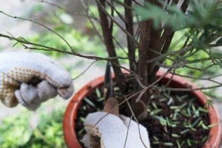 红豆杉怎么修剪