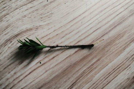 红豆杉怎么修剪