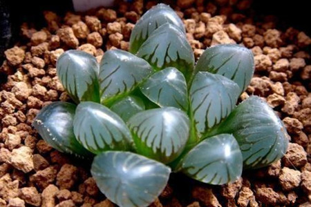 怎么养多肉才又矮又肥