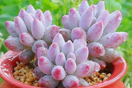 怎么养多肉才又矮又肥