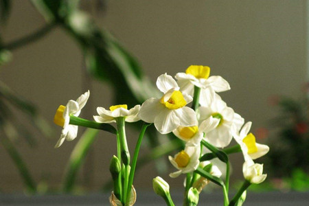 水仙花有什么用处