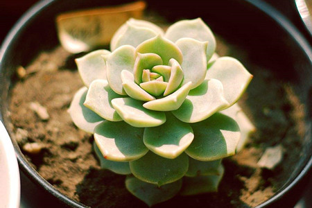 怎么养多肉才又矮又肥