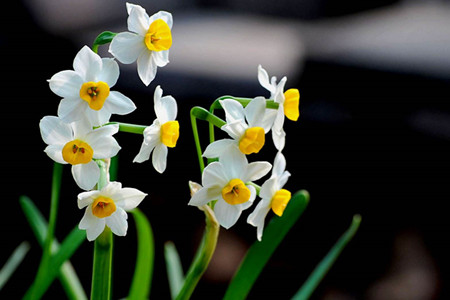 水仙花有什么用处