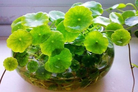 铜钱草怎么养水培茂盛