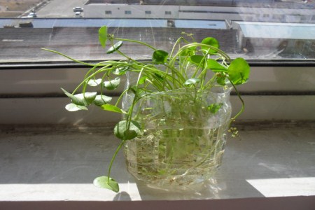 铜钱草怎么养水培茂盛