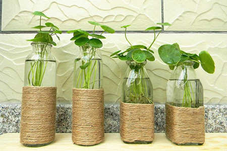 铜钱草怎么养水培茂盛