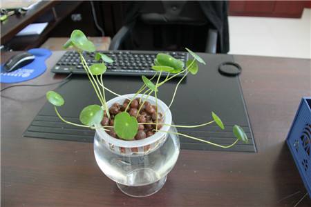 铜钱草怎么养水培茂盛