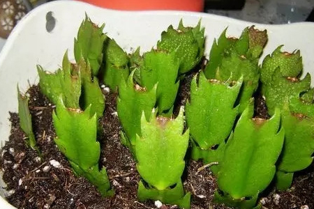 蟹爪兰怎么样扦插