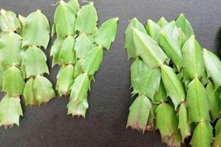 蟹爪兰怎么样扦插