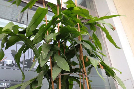 昙花开花后怎么处理