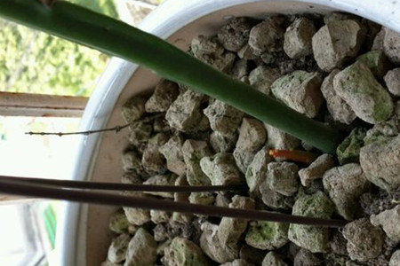 昙花开花后怎么处理