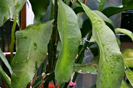 昙花开花后怎么处理