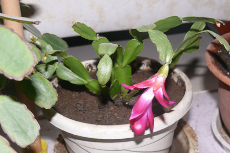 蟹爪兰怎么样扦插