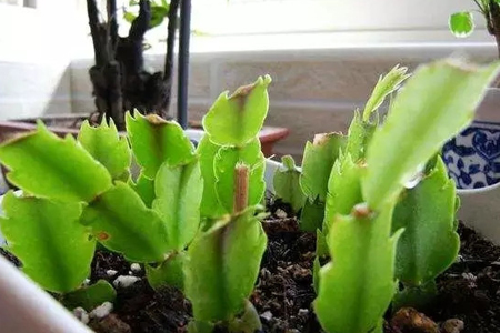 蟹爪兰怎么样扦插