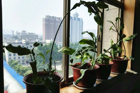 昙花能在室内养吗