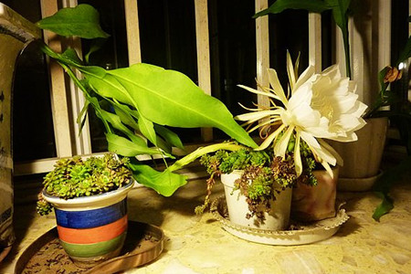 昙花能在室内养吗