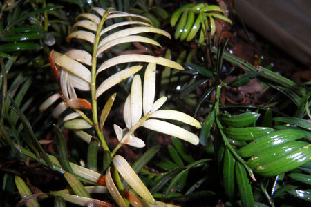 红豆杉怎么浇水