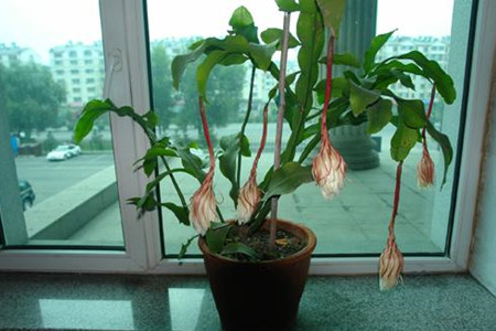昙花能在室内养吗