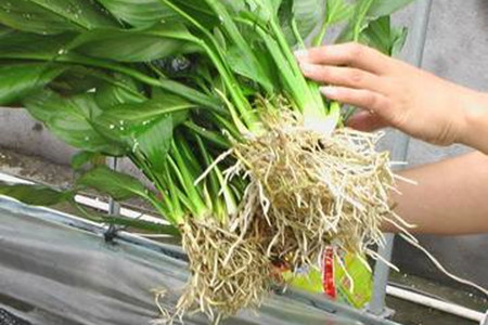 白掌怎么样水培