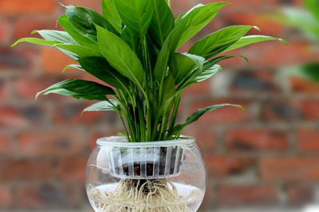 白掌怎么样水培