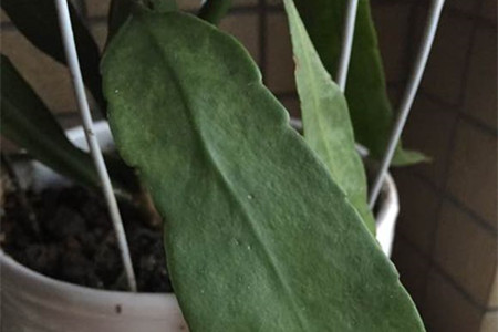 昙花叶子蔫皱解决办法