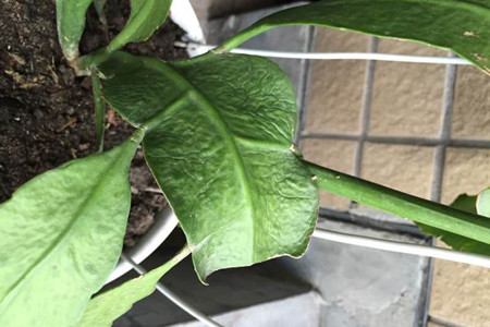 昙花叶子蔫皱解决办法