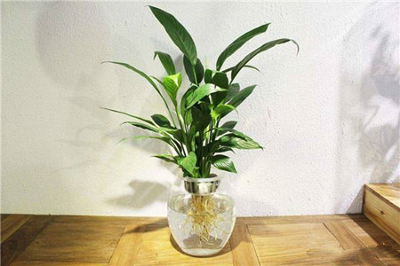 白掌怎么样水培