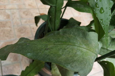 昙花叶子蔫皱解决办法