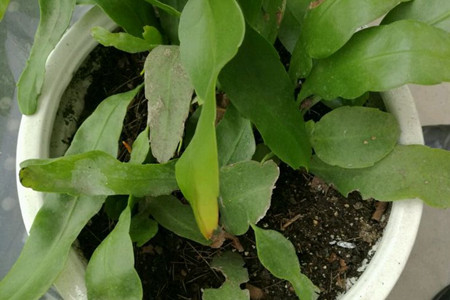 昙花叶子蔫皱解决办法