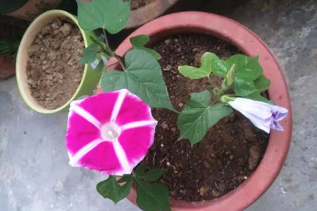 矮牵牛什么时候播种