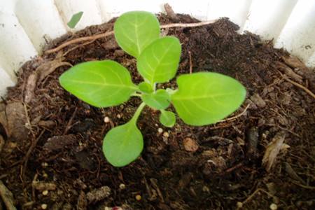 矮牵牛什么时候播种