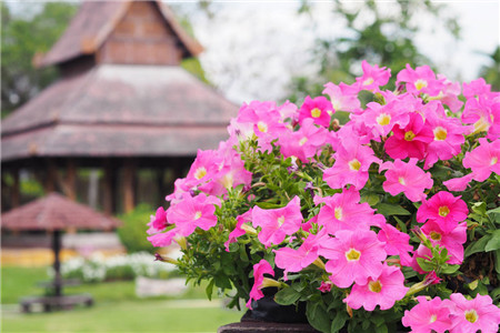 矮牵牛什么时候播种