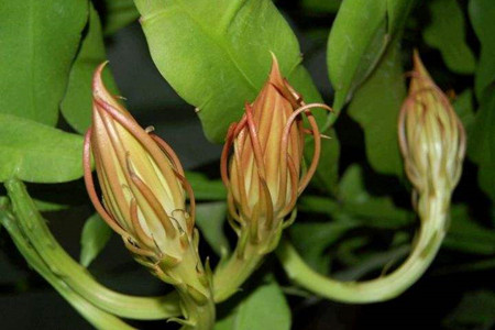 昙花种子怎么种