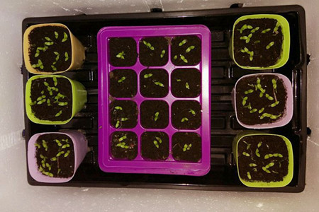 昙花种子怎么种